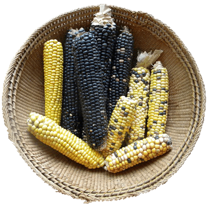 Corns In A Basket