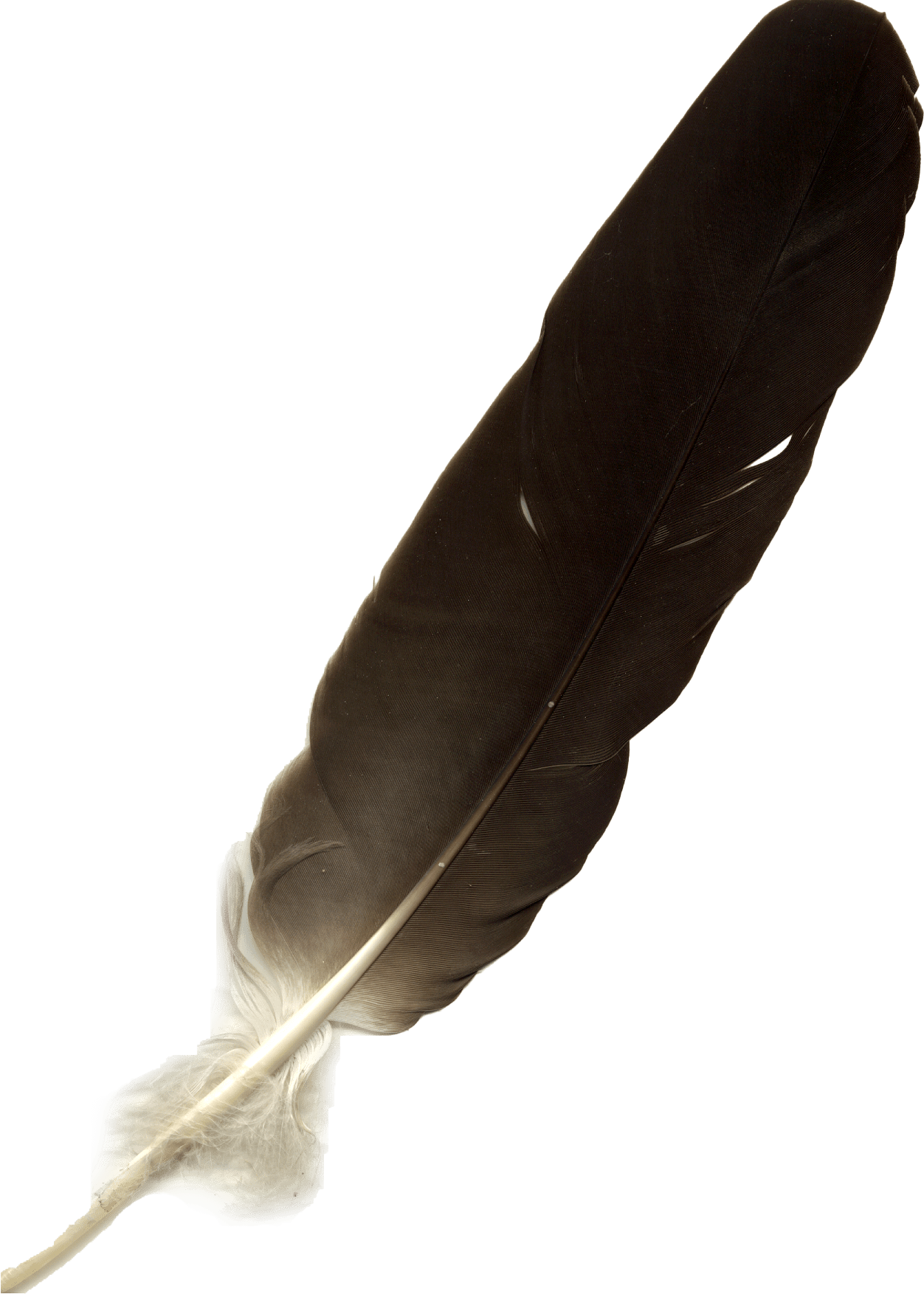 Feather Duplicate