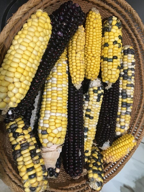 Corns